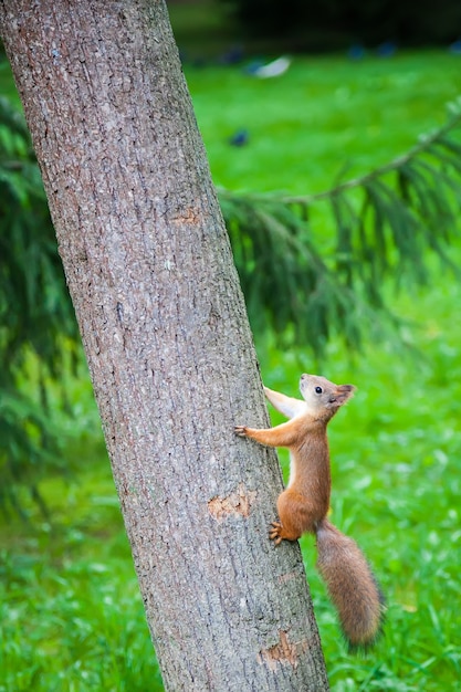 Mignon petit écureuil dans la nature