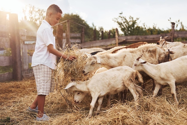 Mignon petit garçon afro-américain est à la ferme en été avec des chèvres