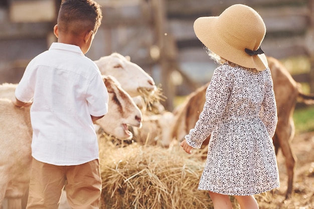 Mignon petit garçon afro-américain avec une fille européenne est à la ferme