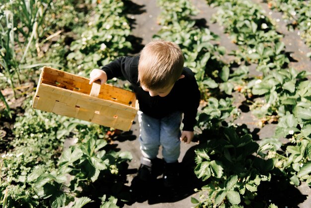 Un mignon petit garçon cueille des fraises du jardin