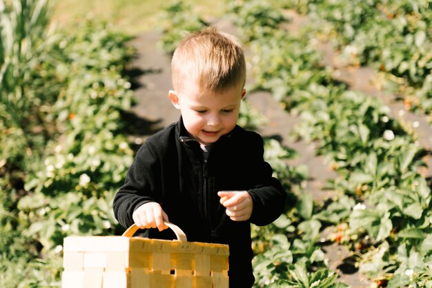 Un mignon petit garçon cueille des fraises du jardin