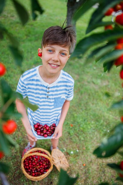 Mignon, petit garçon, cueillette, cerise, dans, jardin