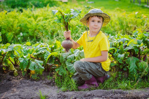 Mignon petit garçon tenant un tas de carottes et de betteraves biologiques fraîches dans le jardin domestique