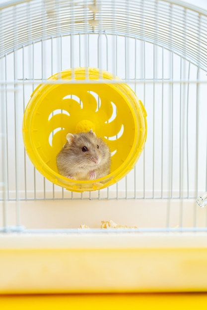 mignon petit hamster est assis dans une roue dans une cage.