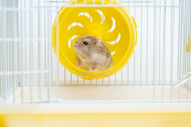 mignon petit hamster est assis dans une roue dans une cage.