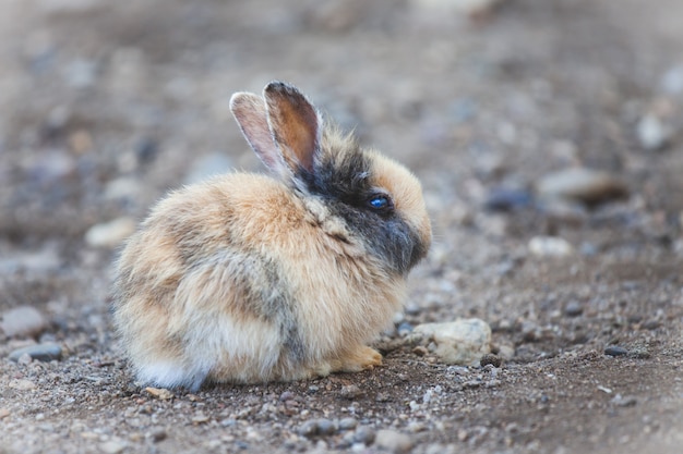 Mignon petit lapin assis sur le sol