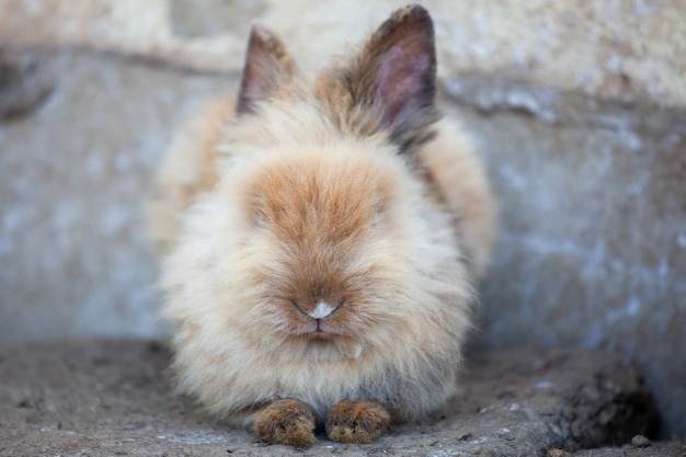 Mignon petit lapin assis sur le sol