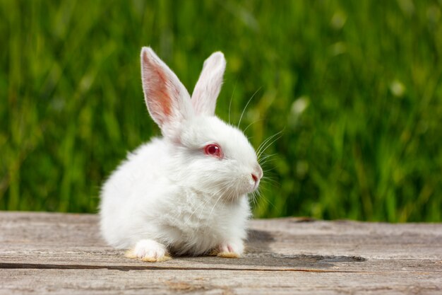 mignon petit lapin blanc sur fond vert, assis sur une planche de bois