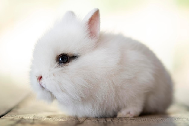 Mignon petit lapin blanc