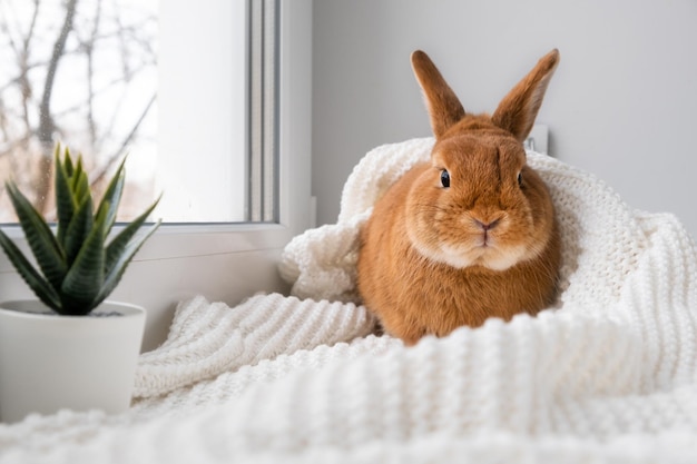 Mignon petit lapin brun allongé sur un plaid sur le rebord de la fenêtre à l'intérieur près de la fenêtre Adorable petit animal de compagnie à la maison