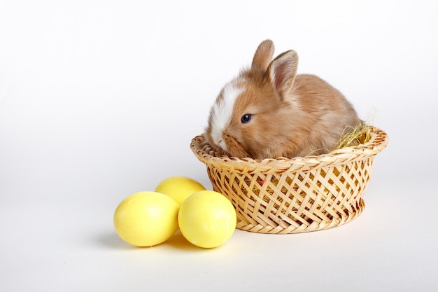 mignon petit lapin brun assis dans un panier sur fond blanc oeufs de pâques