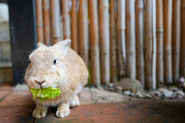 Mignon petit lapin brun mange de la salade verte sur le sol