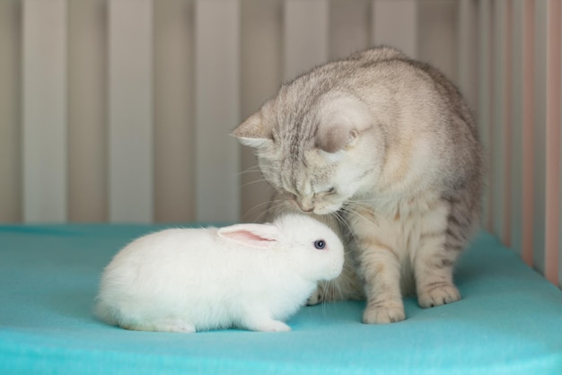 Photo mignon petit lapin et chat vivent ensemble, le lièvre vit à la maison