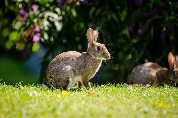 Mignon petit lapin dans le jardin sur un arrière-plan flou
