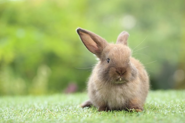 Mignon petit lapin sur l'herbe verte avec bokeh naturel comme arrière-plan au printemps Jeune adorable lapin jouant dans le jardin Lovrely pet at park