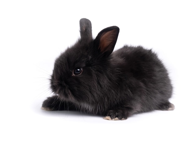 Mignon petit lapin noir isolé sur blanc