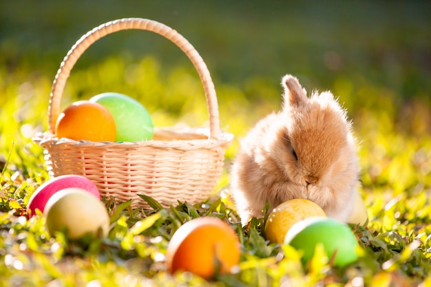 Mignon petit lapin et oeufs de Pâques dans le pré