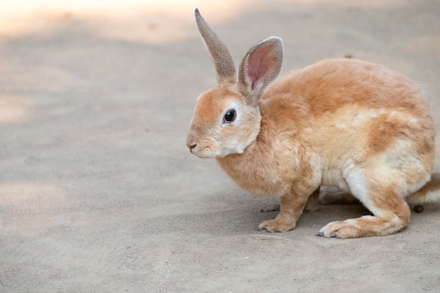 Mignon petit lapin