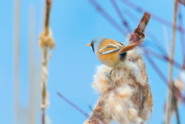 Mignon petit oiseau Mésange barbu mâle Barbu panurus biarmicus