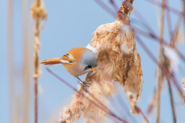 Mignon petit oiseau, Mésange barbue, mâle Reedling barbu (Panurus biarmicus)