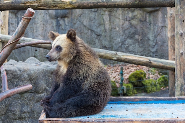 Mignon petit ours au zoo