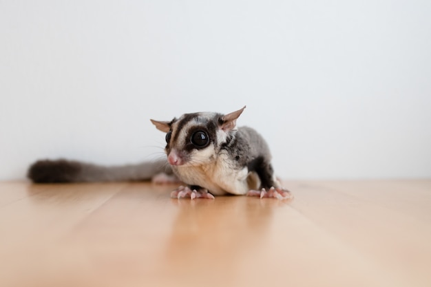 Mignon petit planeur de sucre sur table en bois et mur blanc.