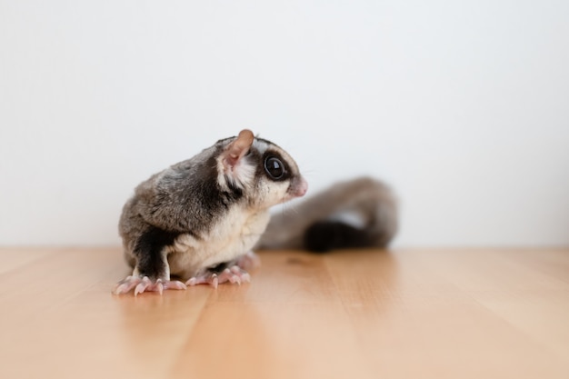 Mignon petit planeur de sucre sur table en bois.