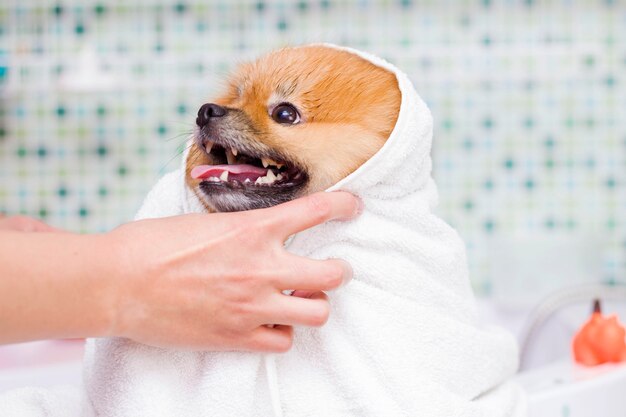 Mignon petit poméranien dans une serviette blanche après le bain.