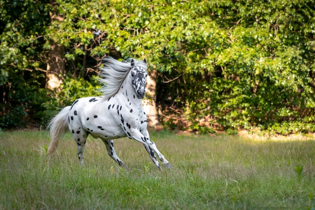 Mignon petit poney Appaloosa avec de belles taches