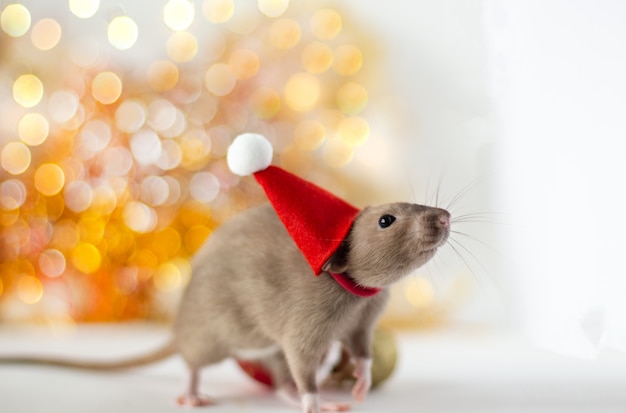 Photo mignon petit rat brun doré dans un chapeau du nouvel an sur la douce lumière