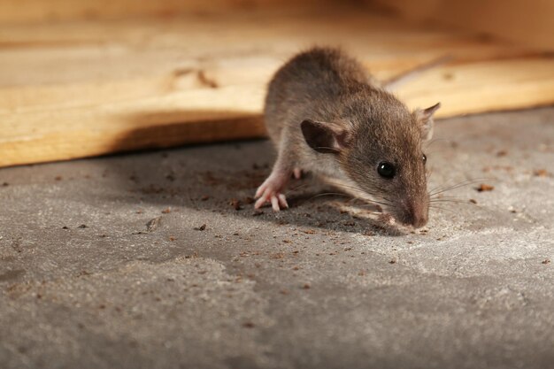 Mignon petit rat reniflant des miettes