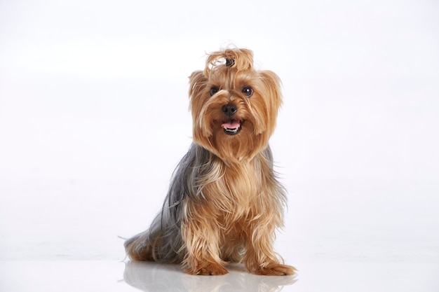 Mignon petit yorkshire terrier haletant