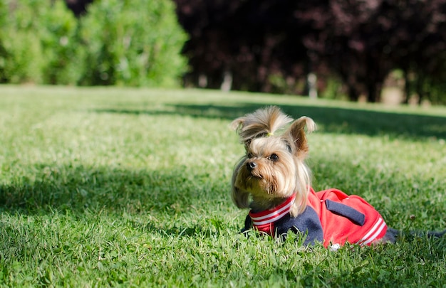 Mignon petit yorkshire terrier ludique