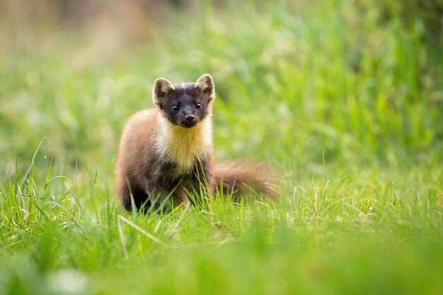 Mignon pin martre sur un pré vert en été