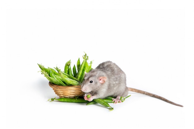 Un mignon rat Dumbo sur blanc mangeant des pois verts.