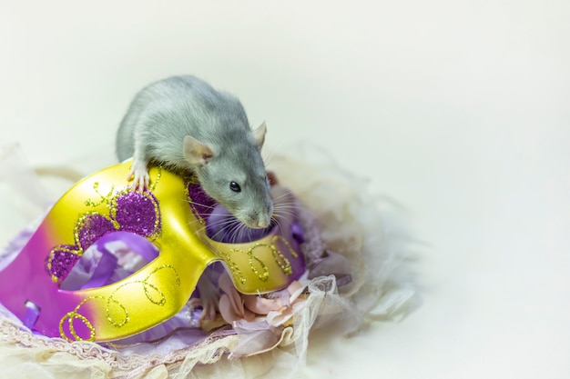 Photo mignon rat dumbo est assis sur un masque de carnaval isolé sur fond blanc