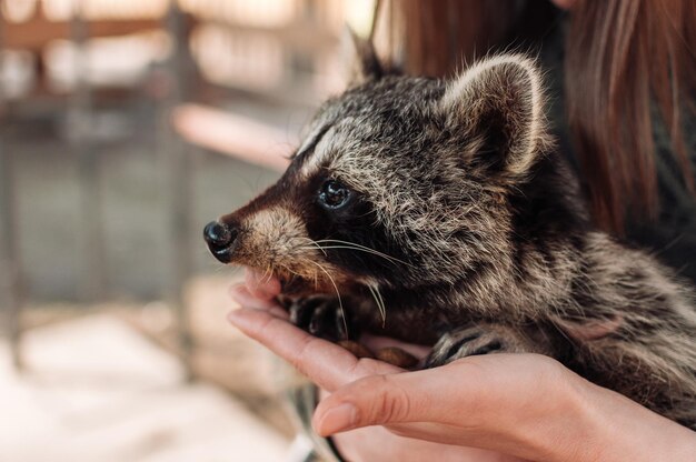 Photo un mignon raton laveur est assis dans les bras d'une fille. un mignon mâle moelleux est un mammifère apprivoisé dans un zoo.