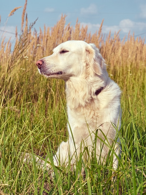 Mignon retriever sur la nature