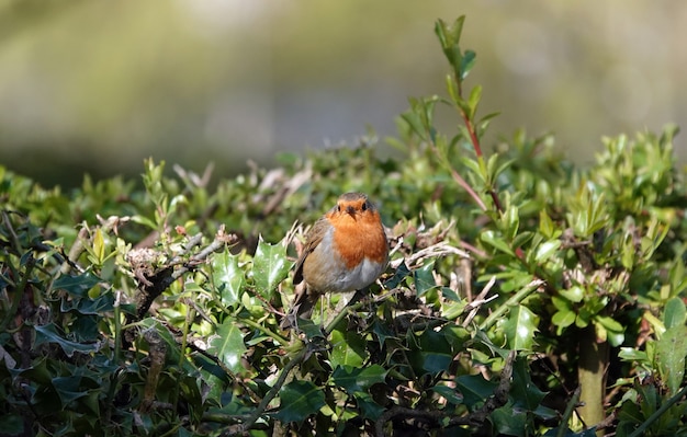 Mignon rouge-gorge européen debout sur une branche dans un fourré avec des feuilles, regardant vers l'avenir