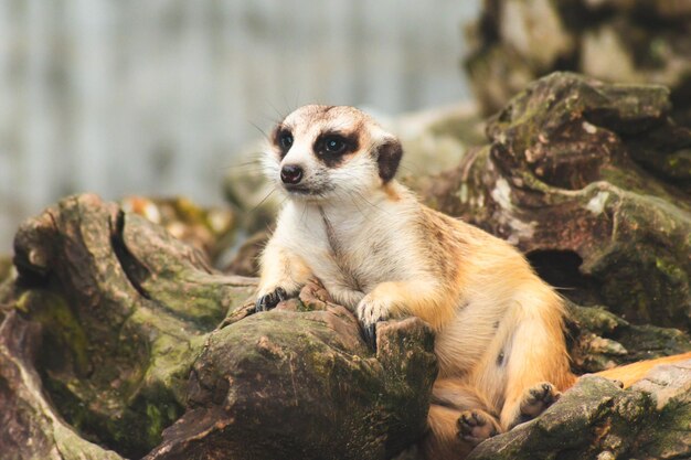 Mignon suricate suricata regardant avec curiosité sur l'arbre Gros plan Animal dans la faune de la nature