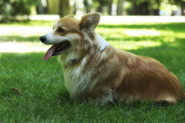 Mignon Welsh Corgi Pembroke sur l'herbe verte dans le parc