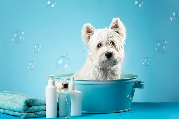 Photo mignon west highland white terrier après un bain chien dans un bassin enveloppé dans une serviette concept de soins pour animaux place pour le texte
