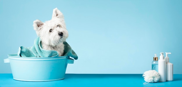 Photo mignon west highland white terrier après un bain chien dans un bassin enveloppé dans une serviette concept de soins pour animaux place pour le texte