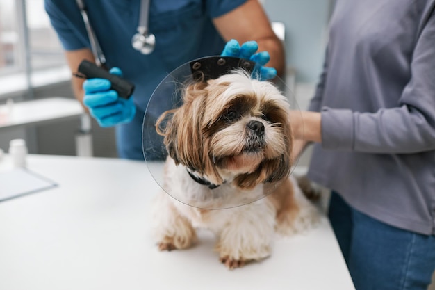 Mignon yorkshire terrier avec collier de protection sur le cou debout sur une table médicale