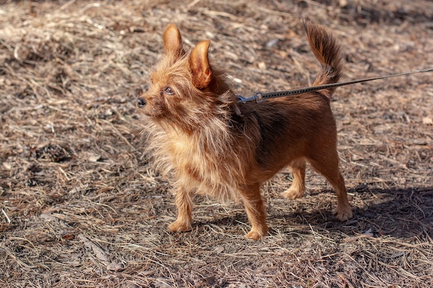 Un mignon Yorkshire Terrier avec de grandes oreilles en laisse dans la forêt regarde ailleurs Un petit chien aux longs cheveux bruns Arrière-plan flou Horizontal