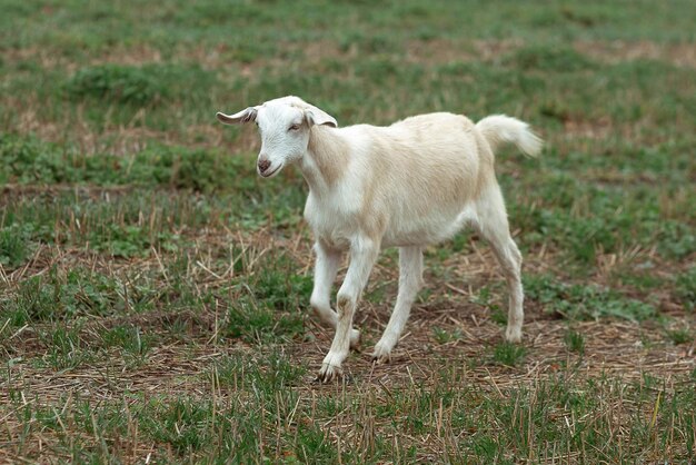 Mignonne petite chèvre mange de l'herbe dans le champ du village Bel automne