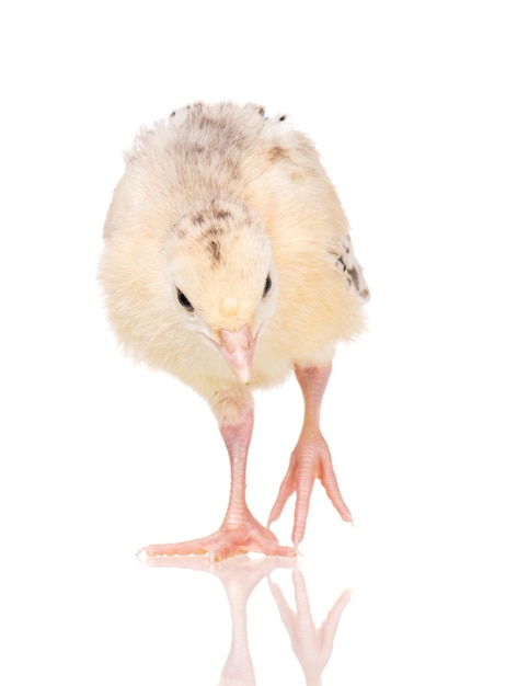 Mignonne petite dinde de poulet nouveau-né isolée sur fond blanc Un jeune beau gros oiseau