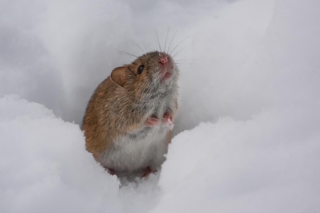 Photo mignonne petite souris dans la neige en hiver gros plan souris sauvage souris des moissons