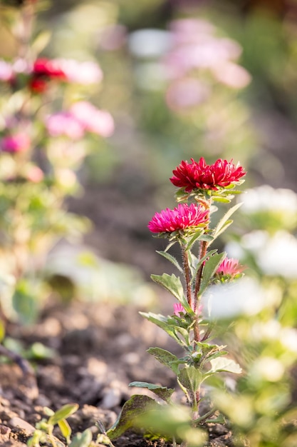 Mignonnes petites fleurs sur un champ au printemps