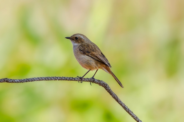 Mignons beaux oiseaux, Gray Bushchat (Saxicola ferrea)